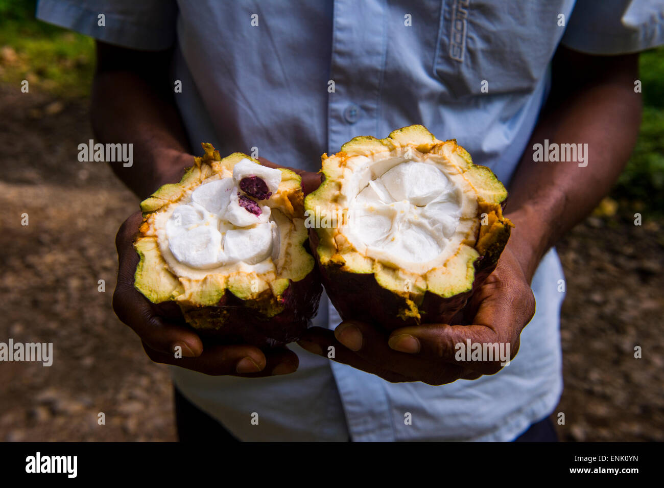 Mann hält eine offene Kakaobohne (Kakaobohnen) (Theobroma Cacao), Plantage  Roca Monte Cafe, São Tomé, Sao Tome und Principe Stockfotografie - Alamy