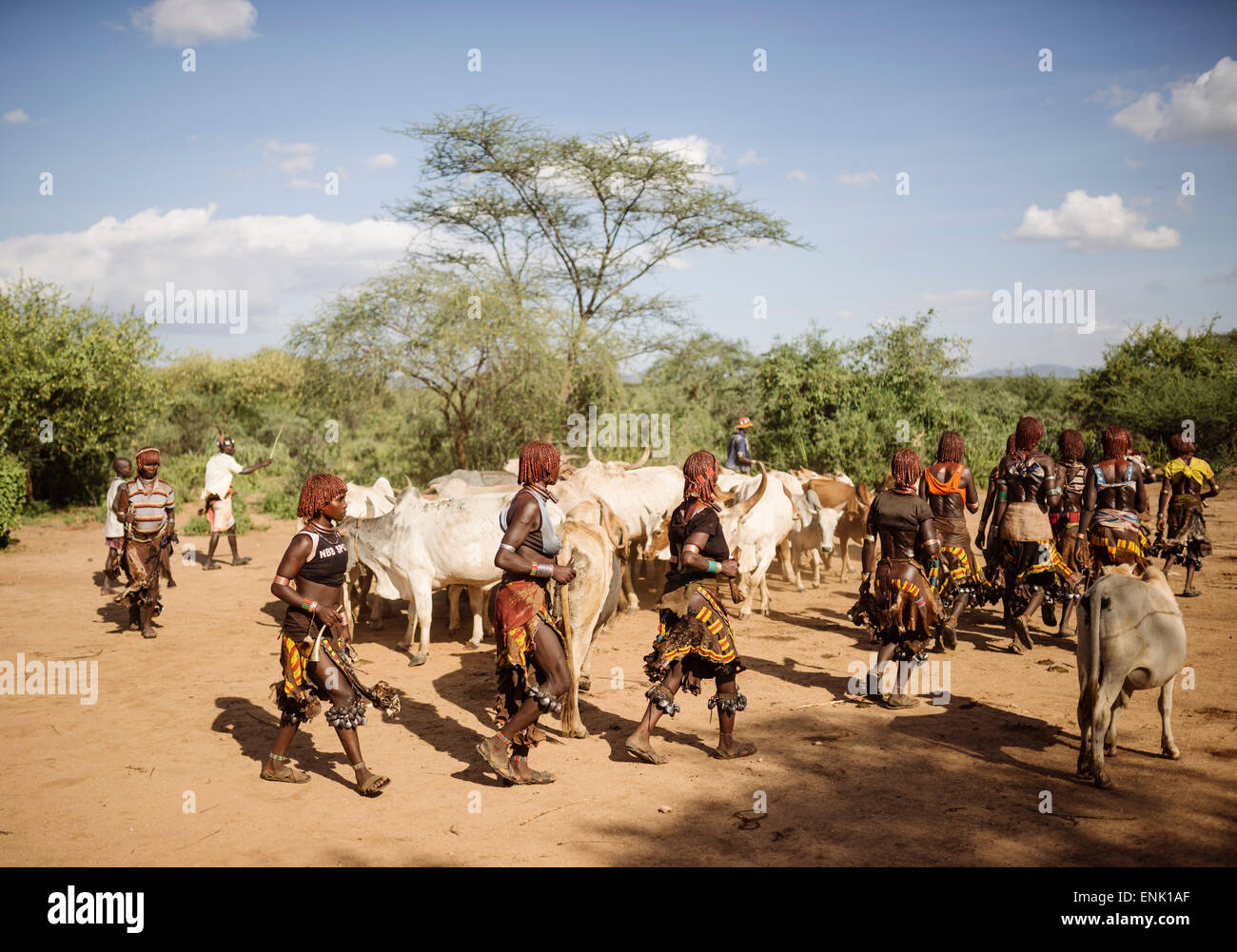 Springen von den Bullen Zeremonie, Hamar Stamm Turmi, Omo-Tal in Äthiopien, Afrika Stockfoto