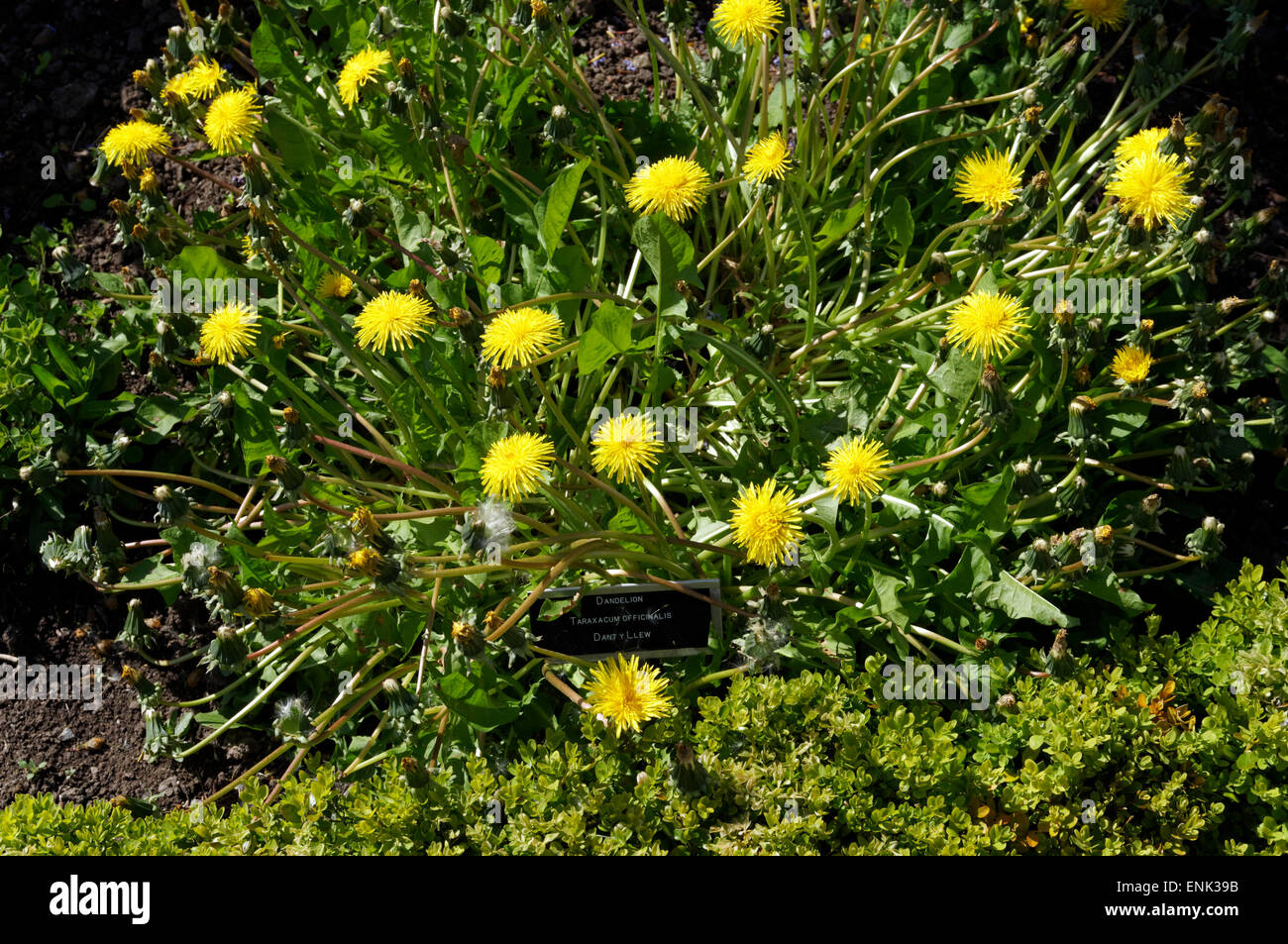 Löwenzahn Taraxacum Officinale Physic Garden, Cowbridge, Vale of Glamorgan, South Wales, UK. Stockfoto