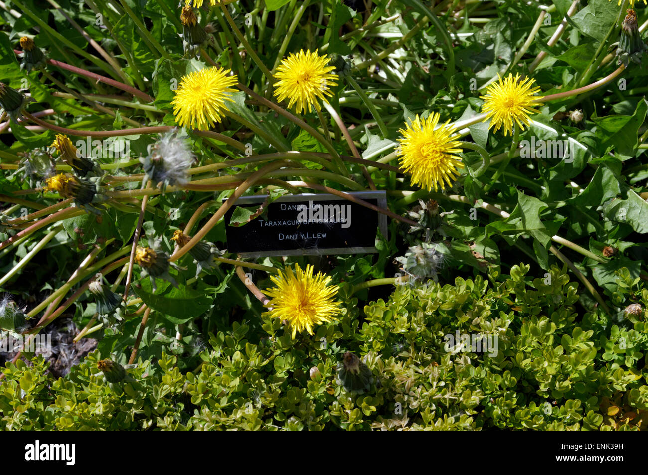 Löwenzahn Taraxacum Officinale Physic Garden, Cowbridge, Vale of Glamorgan, South Wales, UK. Stockfoto