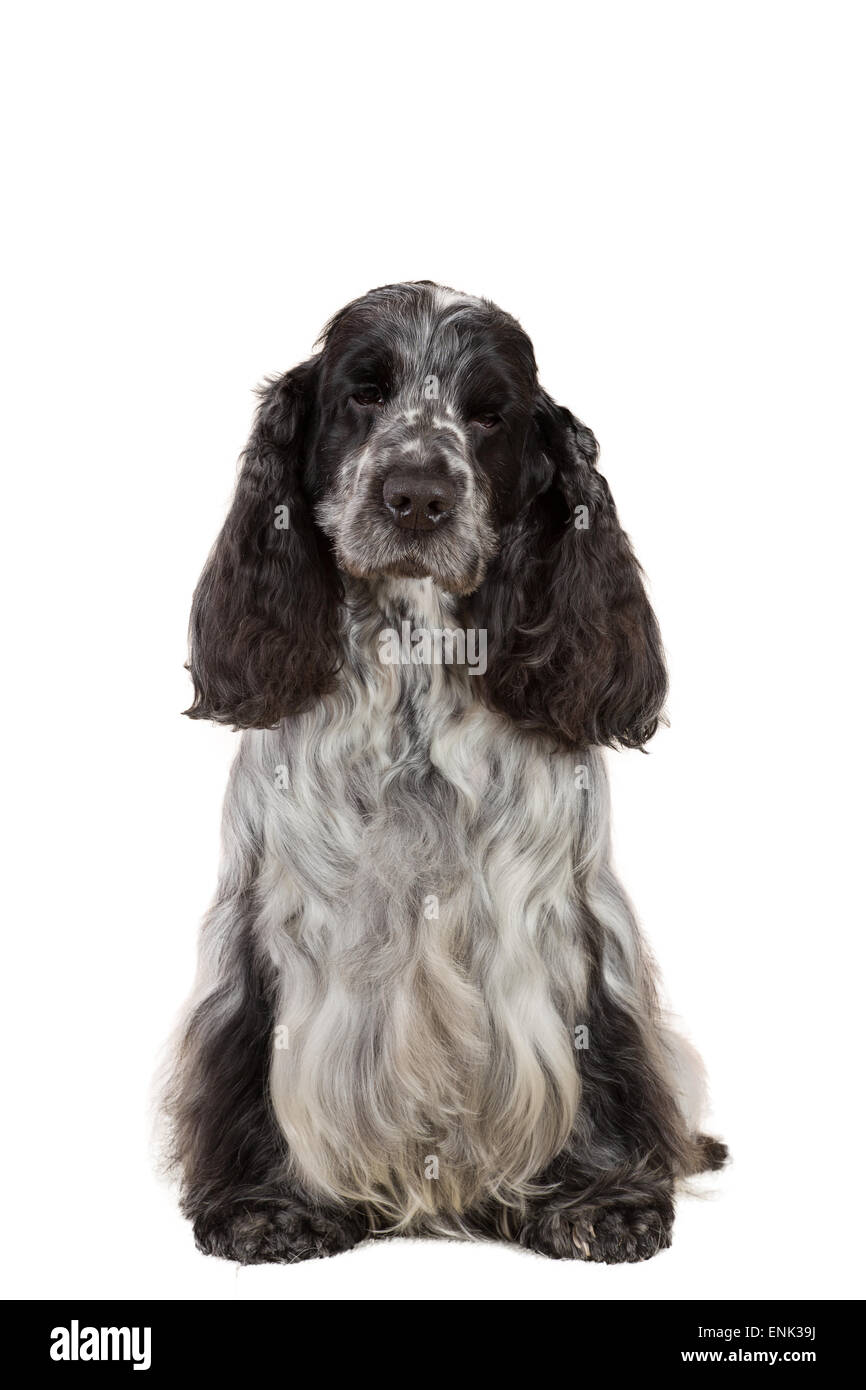 isolierte Porträt des englischen Cocker Spaniel, Europameister, Zuchtstation Stockfoto