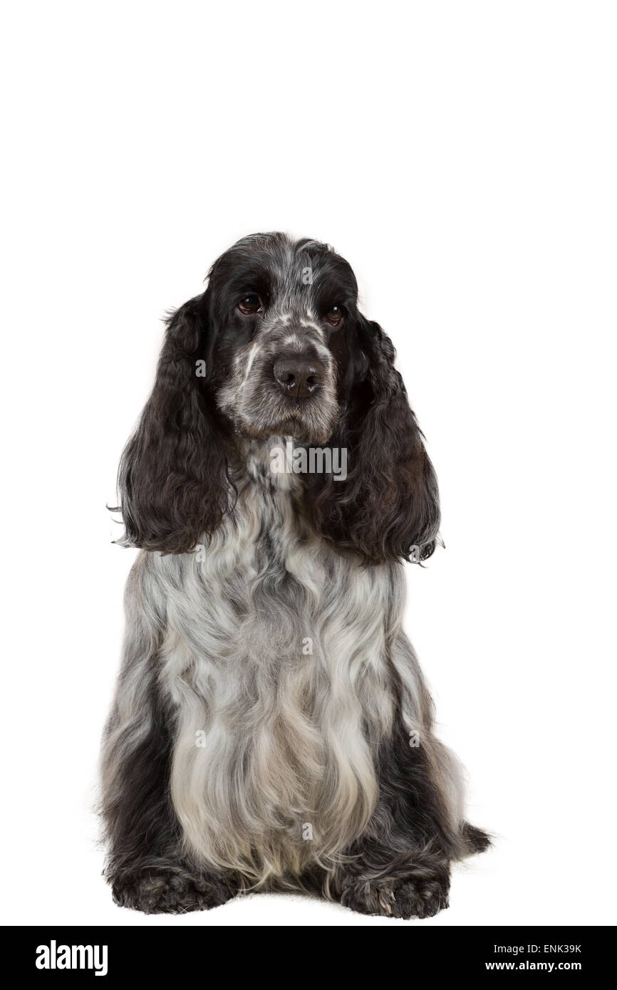isolierte Porträt des englischen Cocker Spaniel, Europameister, Zuchtstation Stockfoto
