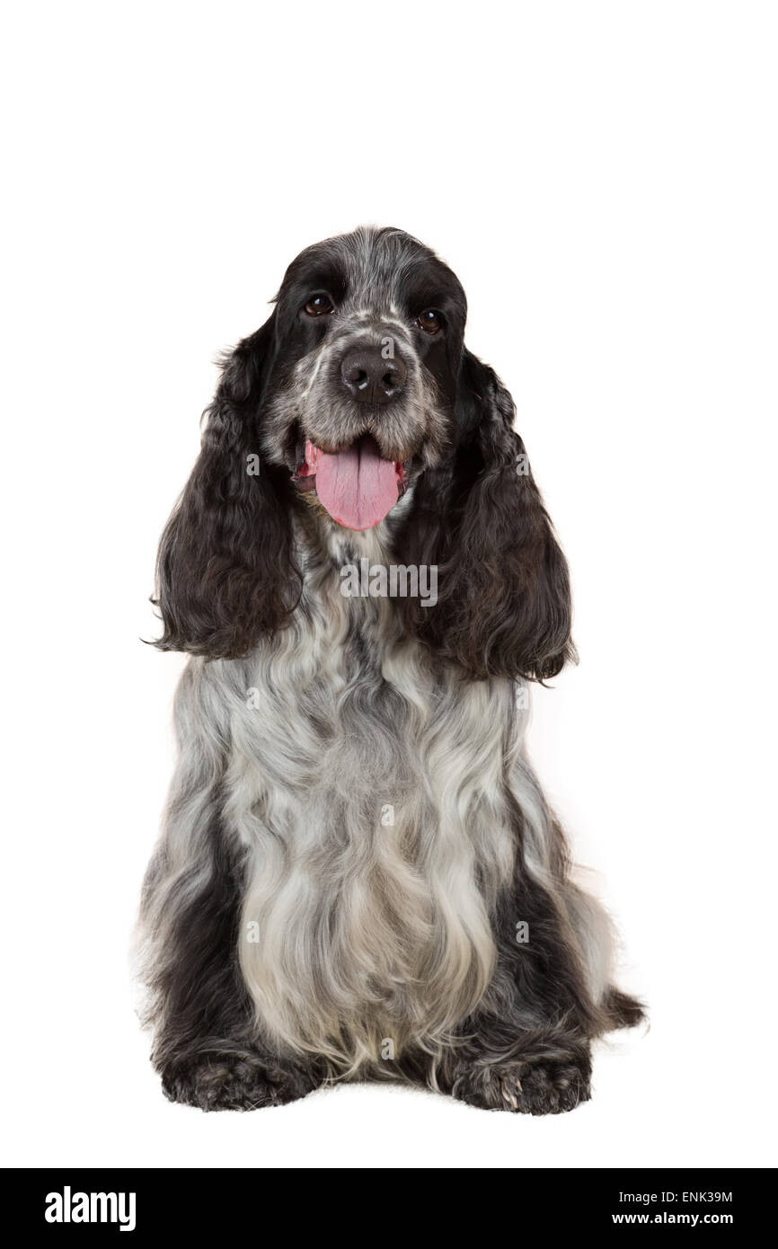 isolierte Porträt des englischen Cocker Spaniel, Europameister, Zuchtstation Stockfoto