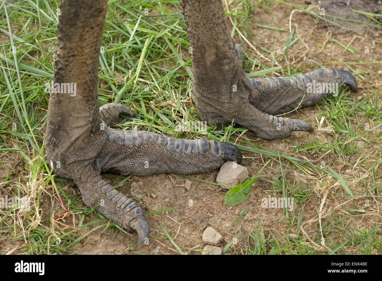 Emu´s Füße Stockfoto