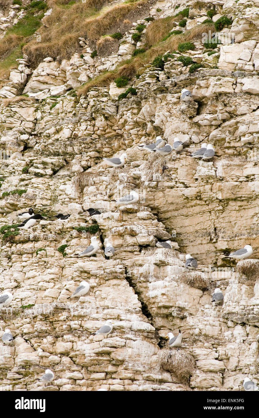 Möwe Möwen brüten Nester nisten Möwe Möwen auf Klippe Kreidefelsen bei Flamborough Head an der Küste von Yorkshire Coast uk Stockfoto