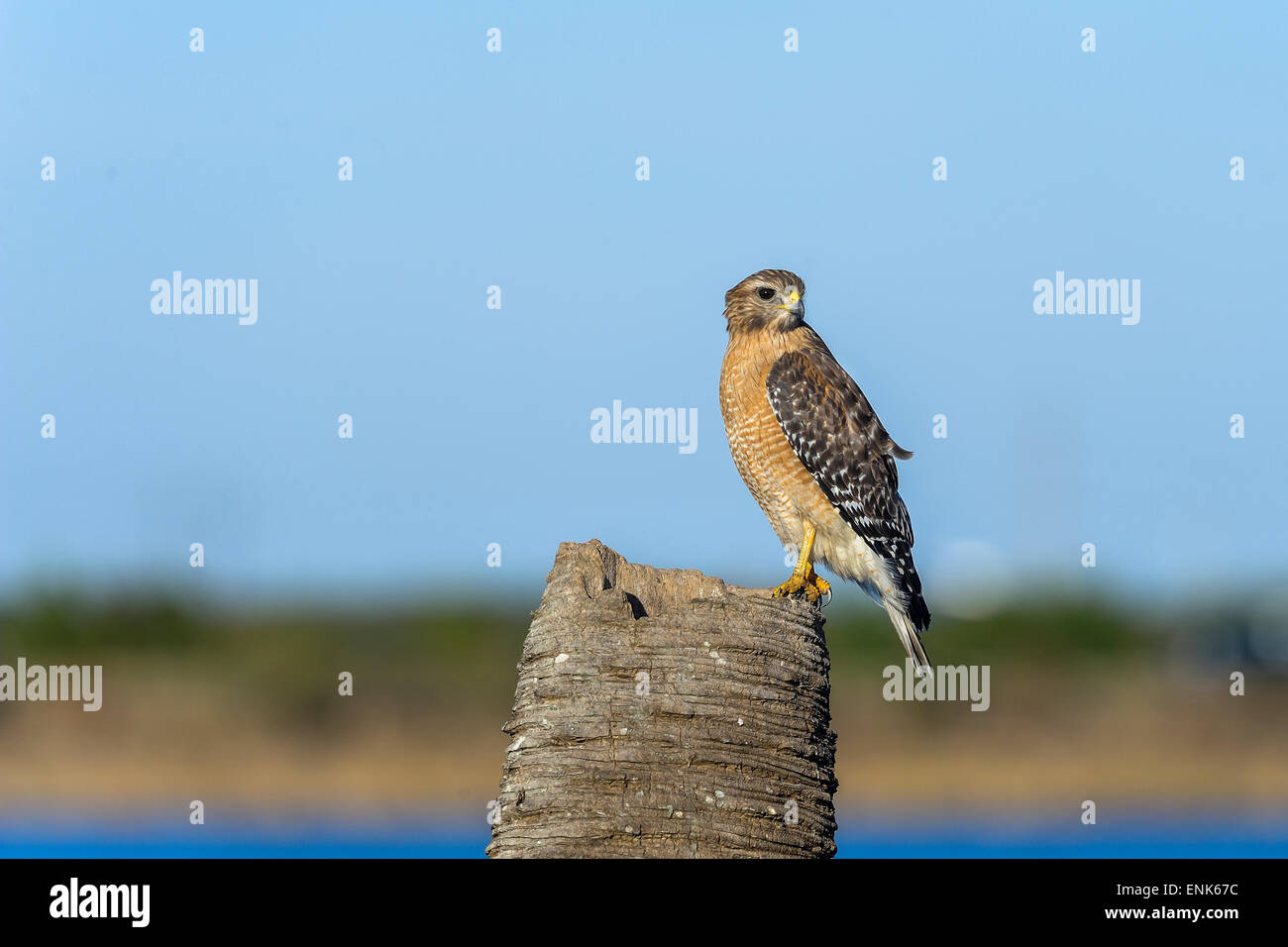Buteo Lineatus, rot-geschultert Habicht Stockfoto