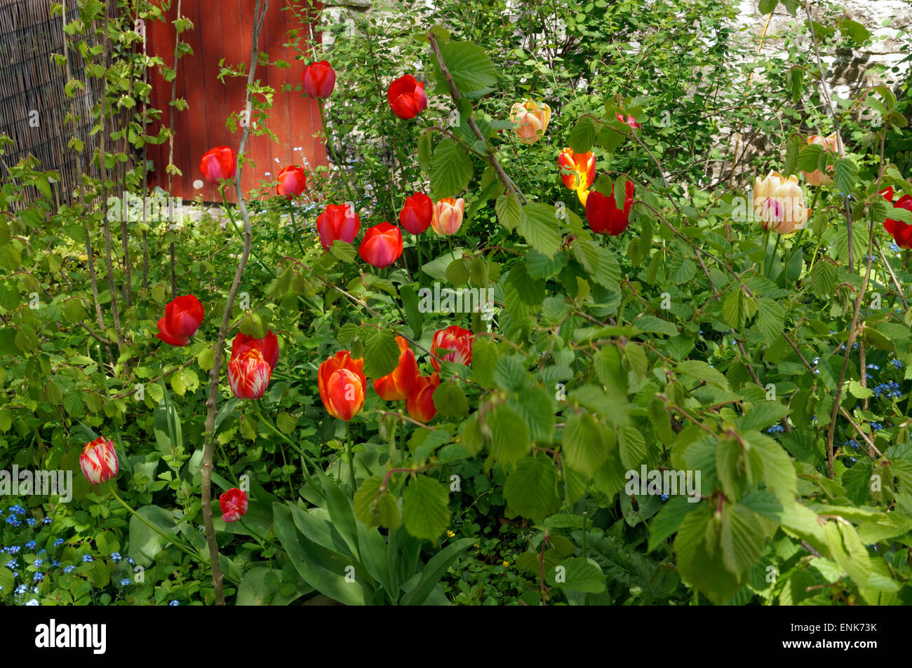 Tulpen, Physic Garden, Cowbridge, Vale von Glamorgan, South Wales, UK. Stockfoto