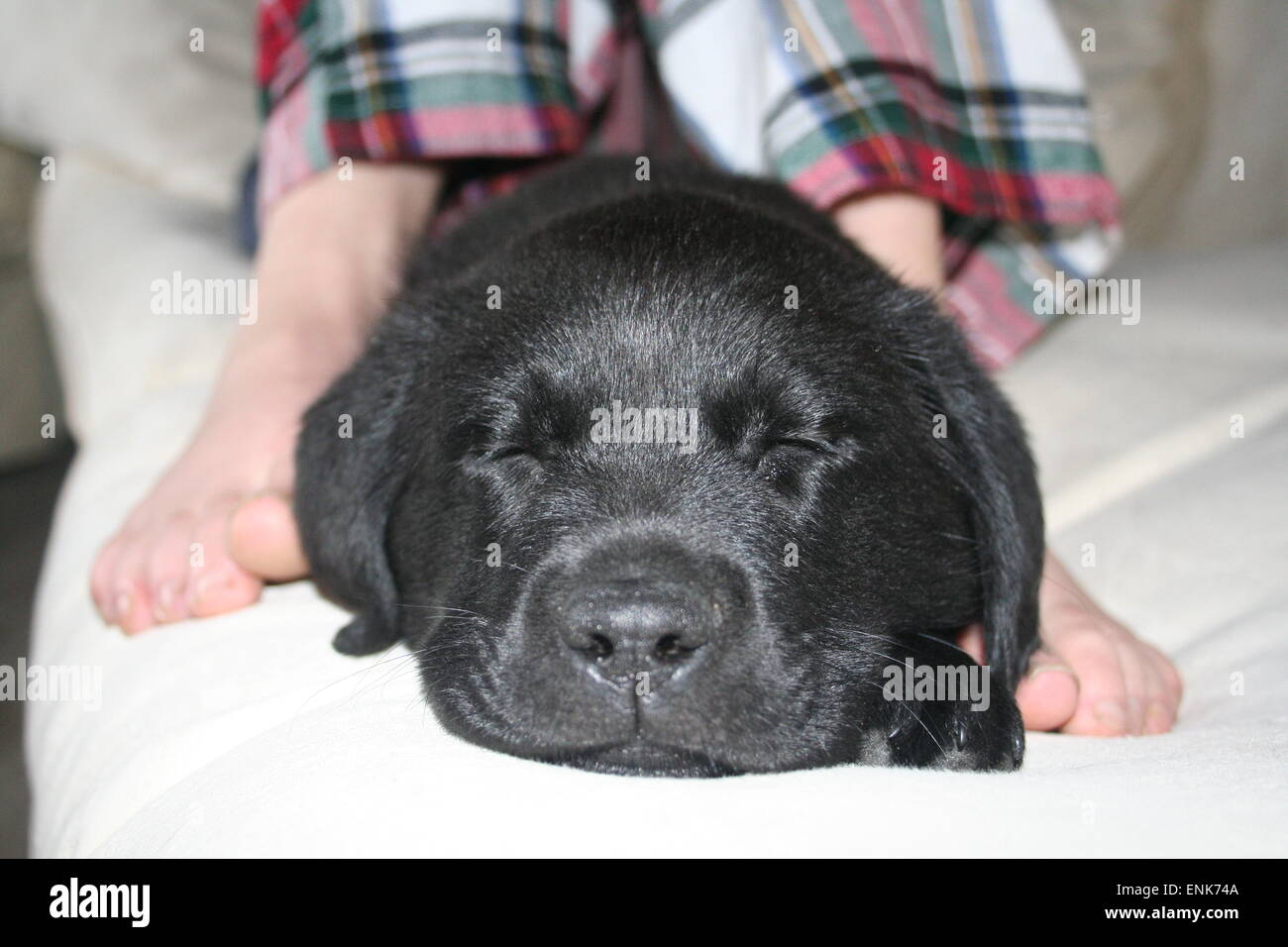 Labrador-Welpe Womans Füßen schlafen. Stockfoto