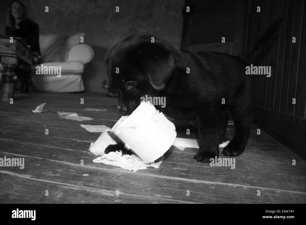 Labrador Welpen hilft selbst eine Rolle Toilettenpapier. Stockfoto