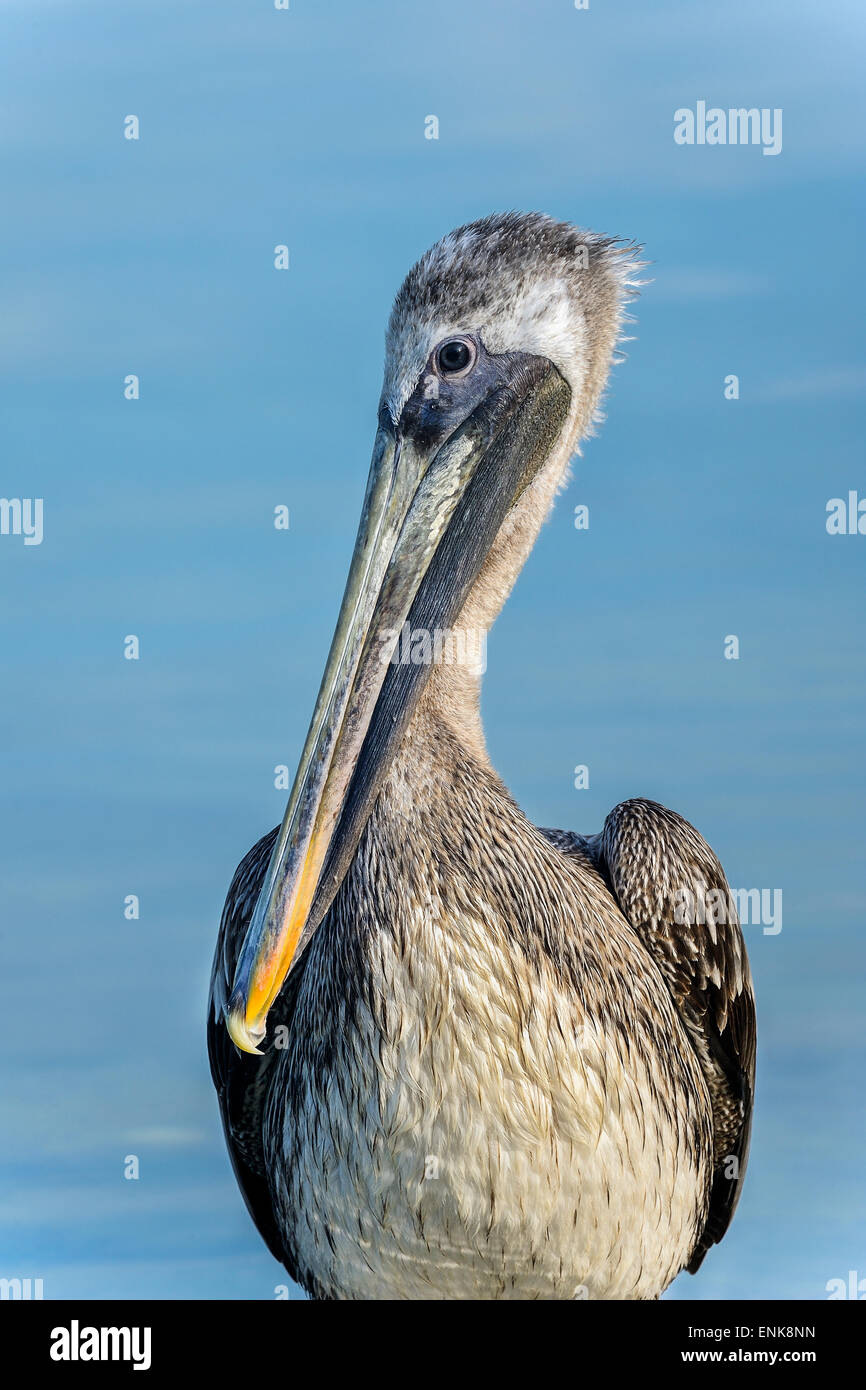 braune Pelikan, Pelecanus Occidentalis, big Pine Key, florida Stockfoto