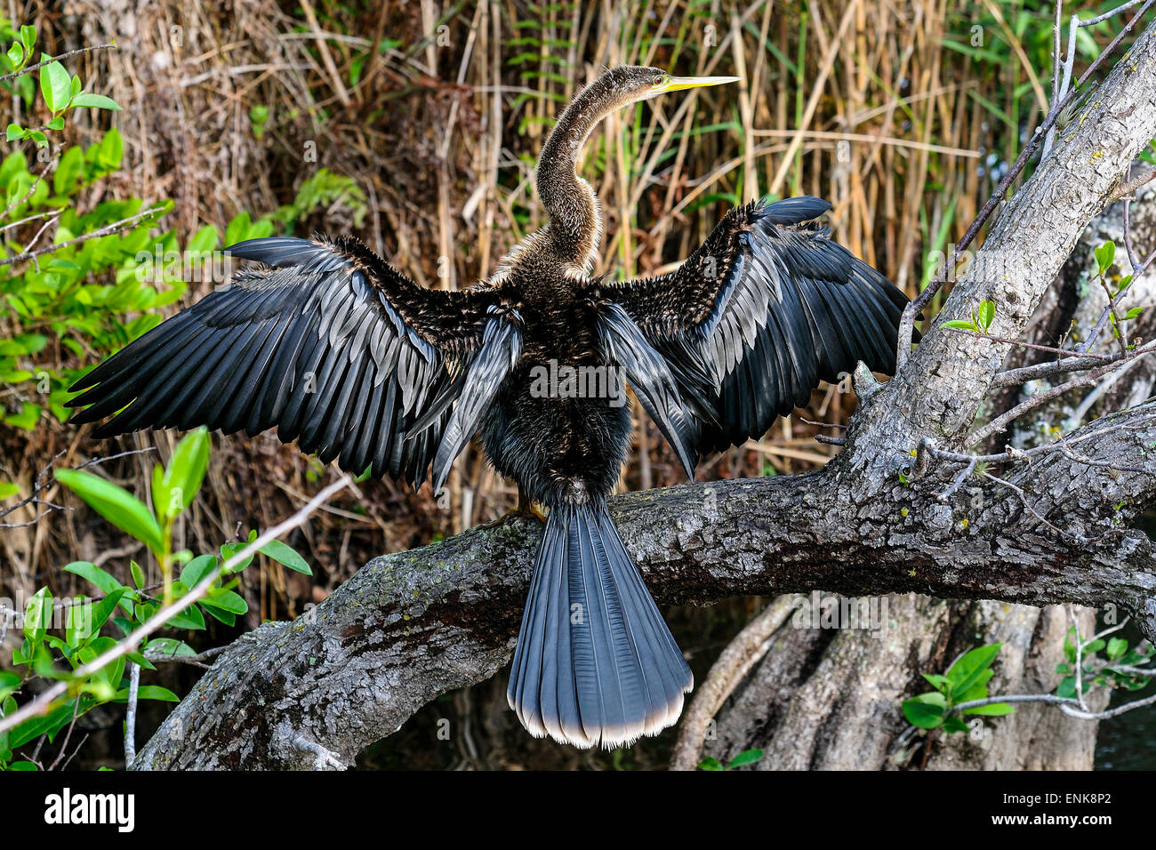Anhinga Anhinga Anhinga, Wasser Türkei, Everglades, florida Stockfoto