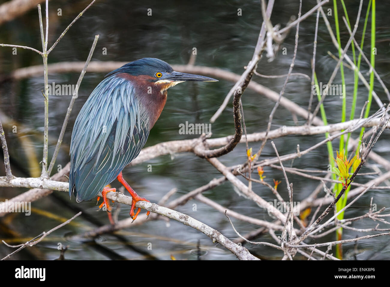 grüne Reiher, Butorides Virescens, Everglades, florida Stockfoto