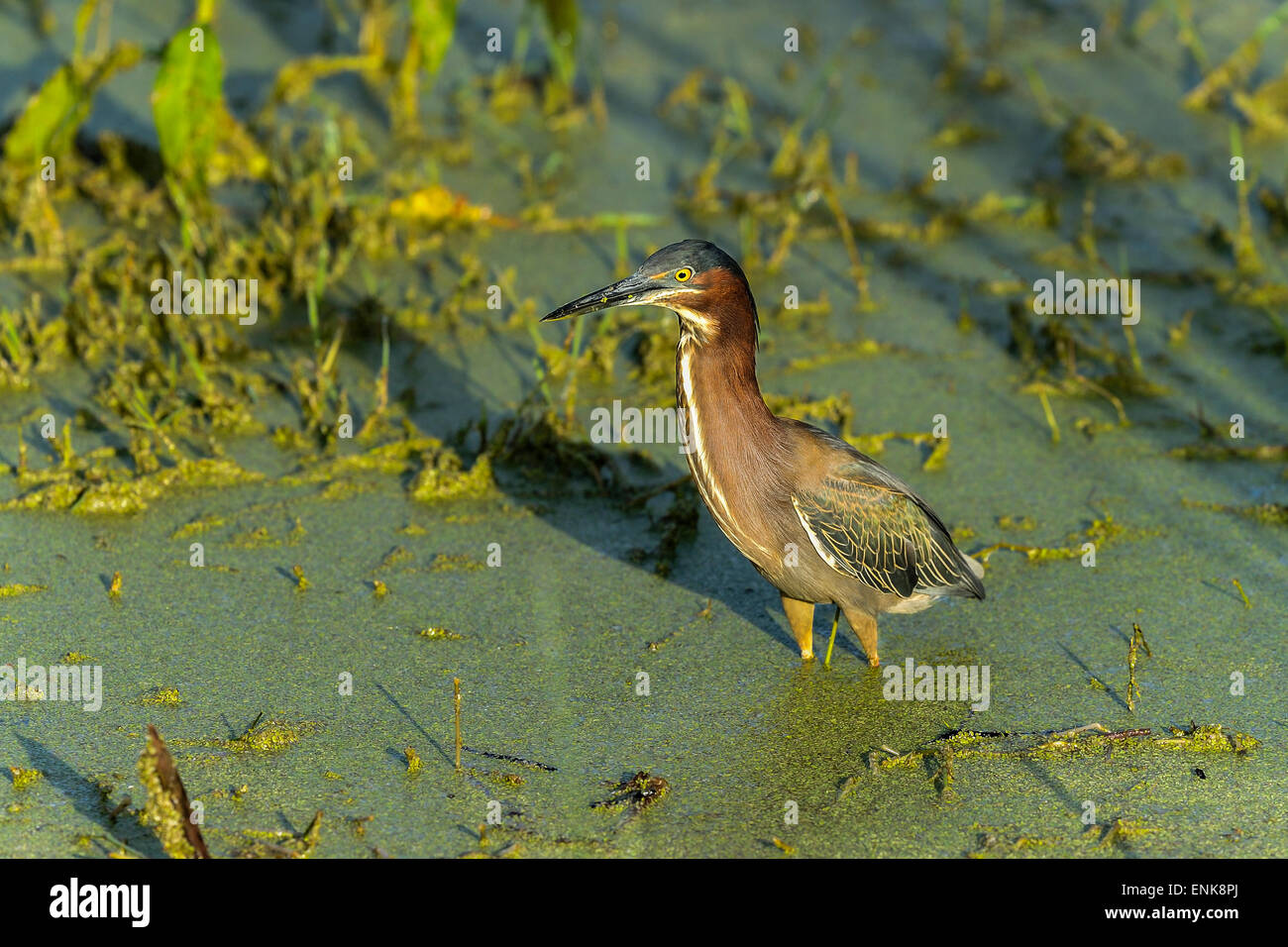 grüne Reiher, Butorides Virescens, Viera, florida Stockfoto