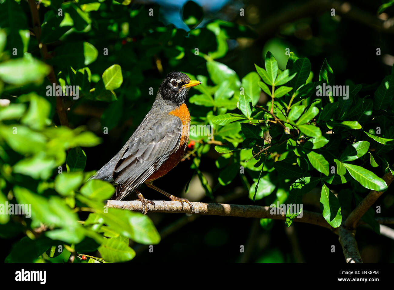 amerikanischer Robin, Turdus Migratorius, Viera, florida Stockfoto