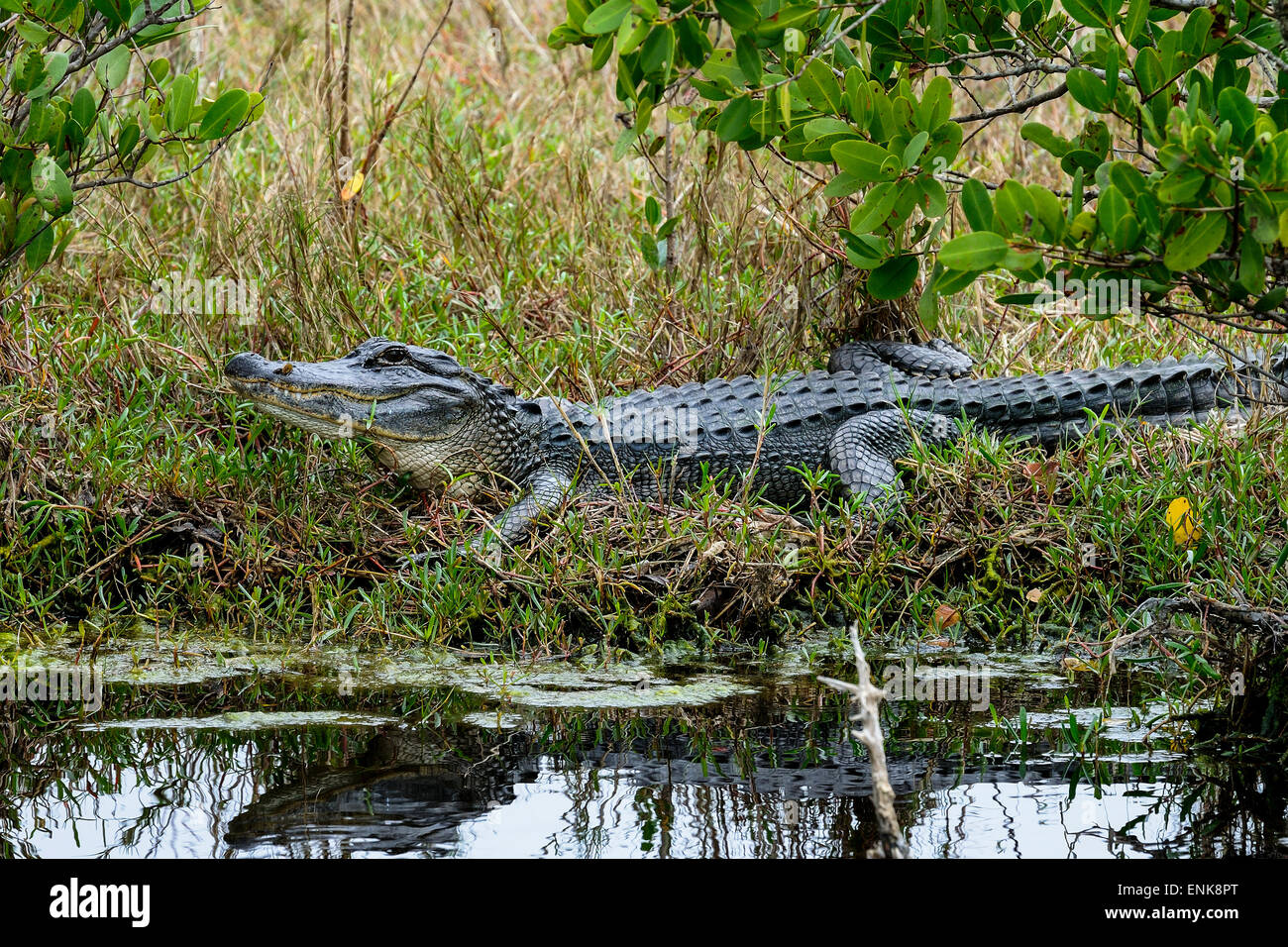 Alligator Mississippiensis, amerikanischer Alligator, Merritt Insel, florida Stockfoto