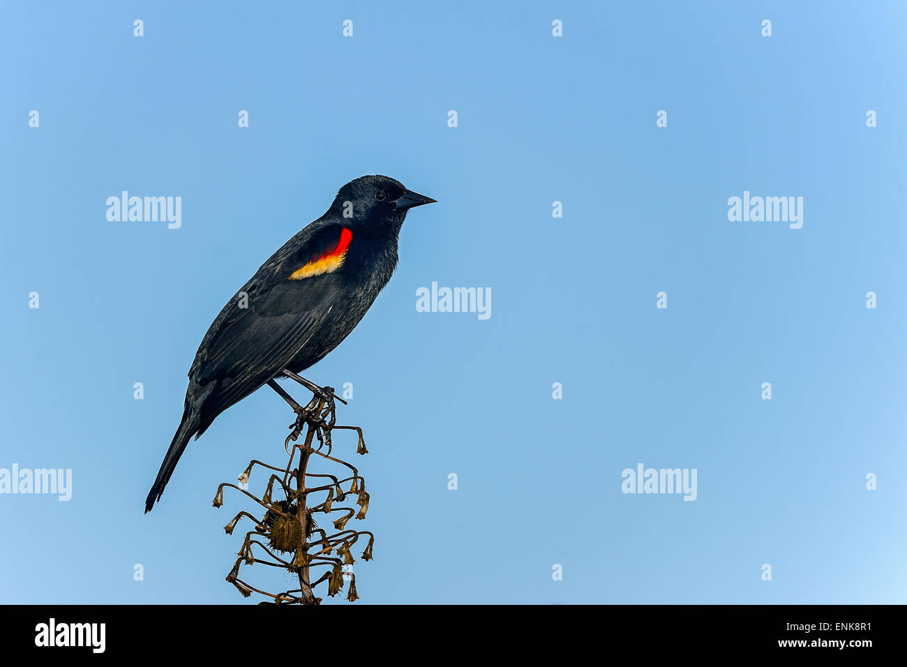Agelaius Phoeniceus, Rotschulterstärling, Merritt Insel, florida Stockfoto