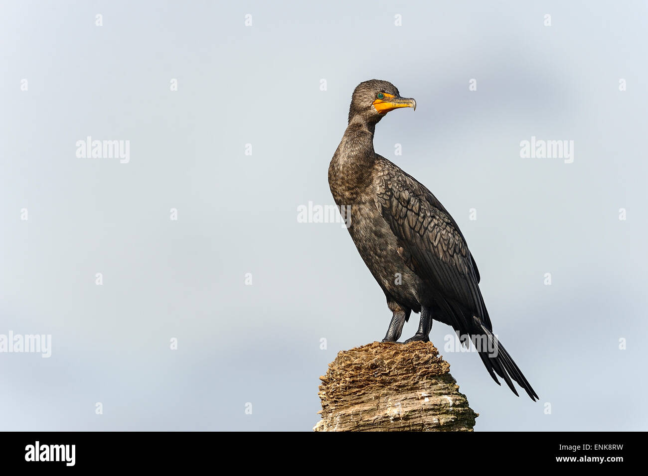 Doppel-crested Kormoran, Phalacrocorax Auritus, Viera, florida Stockfoto