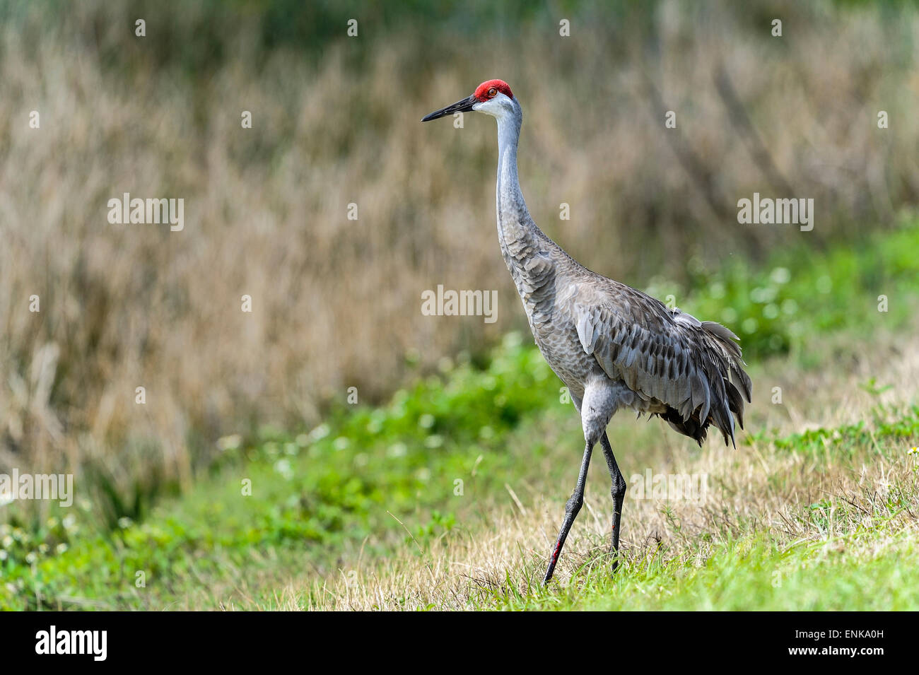 Sandhill Kran Grus Canadensis, Viera, florida Stockfoto