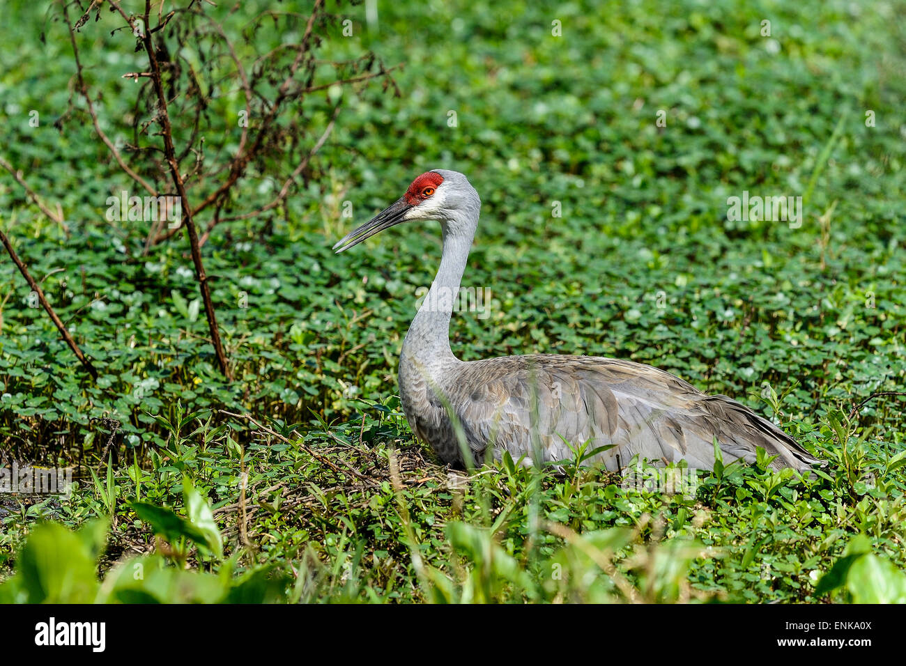 Sandhill Kran Grus canadensis Stockfoto