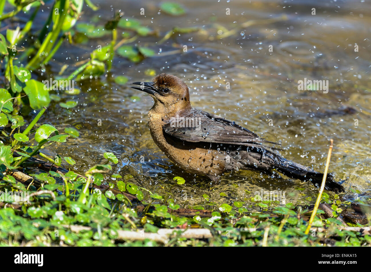 Boot-angebundene Grackle, Quiscalus großen Stockfoto
