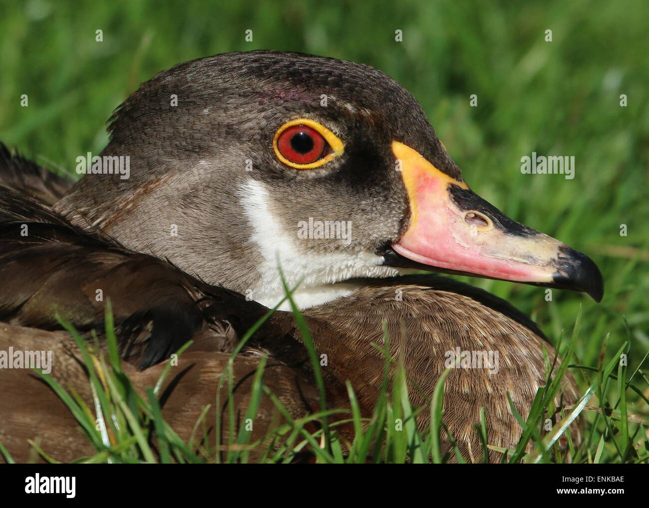 Männliche North American Wood Duck oder Carolina Ente (Aix Sponsa) in Eclipse Gefieder, Nahaufnahme des Kopfes Stockfoto