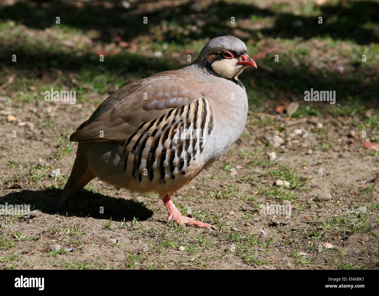 Asiatische Chukar Rebhuhn Alectoris Chukar Im Profil Gesehen Stockfotografie Alamy
