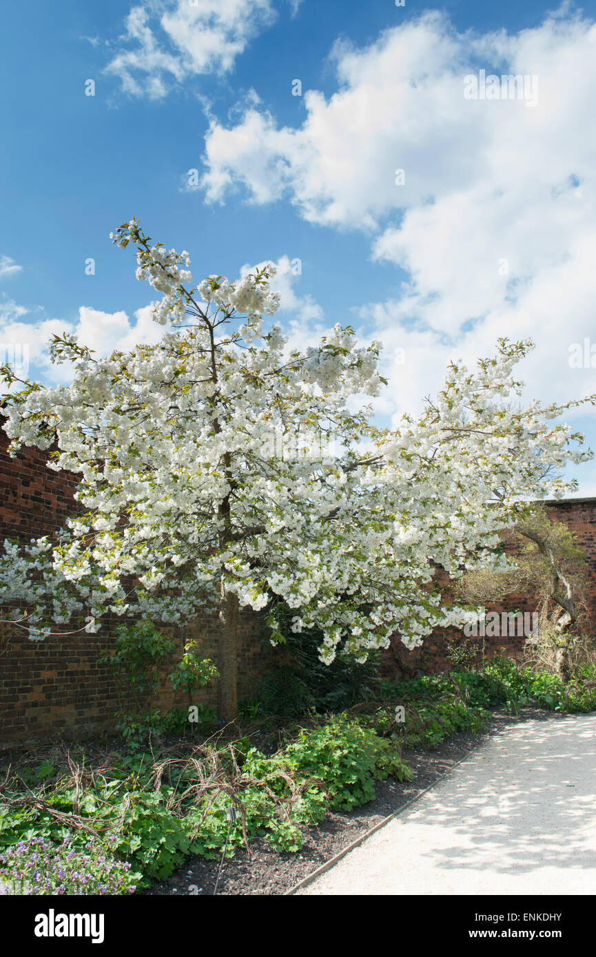 Prunus Serrulata Tai Haku. Große weiße Kirschbaum in Alnwick Gardens, Northumberland, England Stockfoto