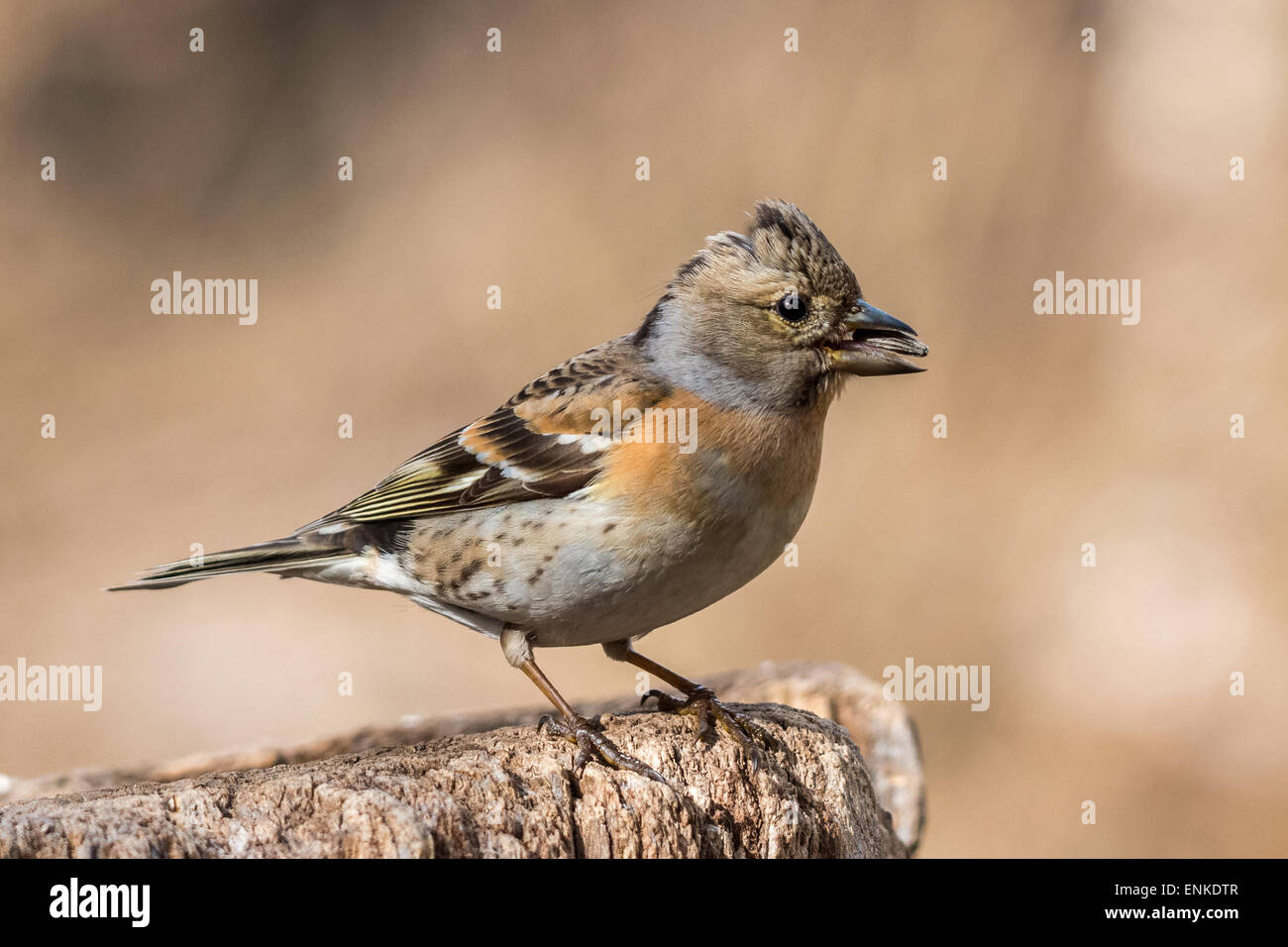 Weiblicher Bergfink (Fringilla Montifringilla) Stockfoto