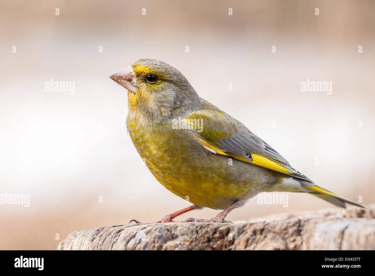 Männlichen europäischen Grünfink (Zuchtjahr Chloris) Stockfoto