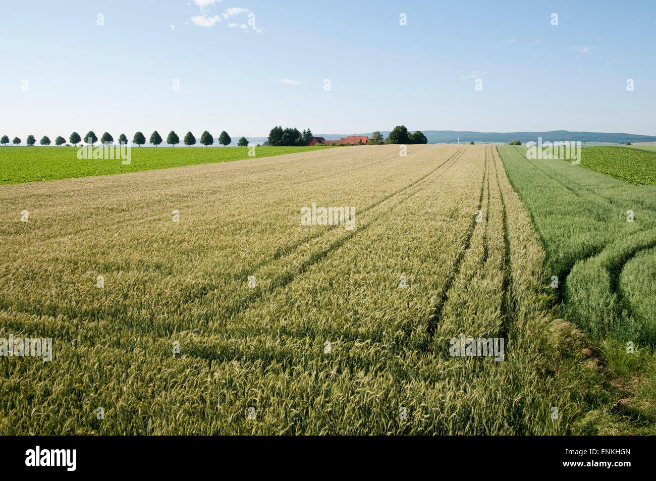 Feld, Landschaft Weserbergland, Niedersachsen, Deutschland Stockfoto