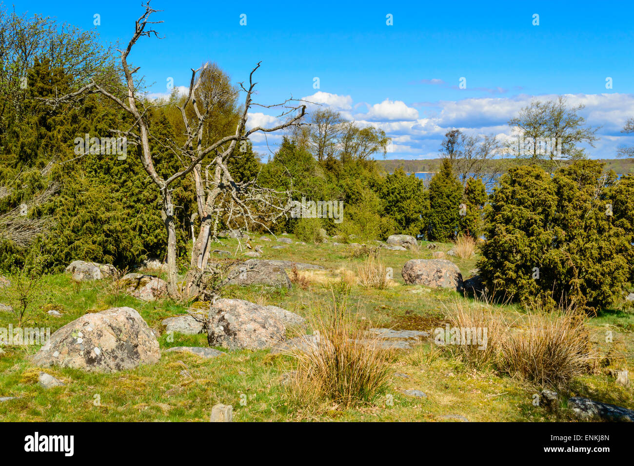 Typische Natur in den südlichen schwedischen Schären mit Wacholder und Grünland. Landschaft ist karg mit Felsen aus Granit in t Stockfoto