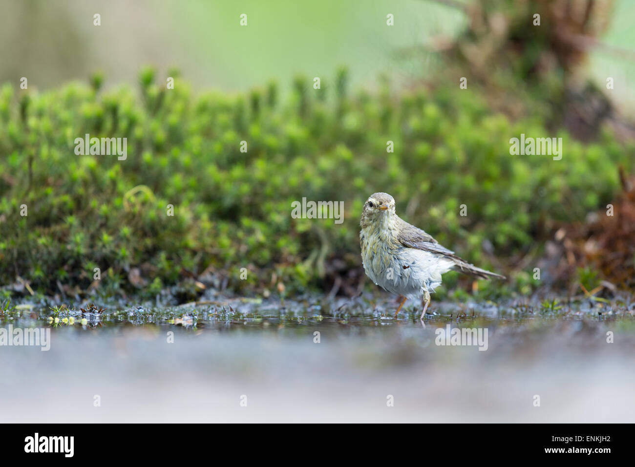 Weibliche gemeinsame Buchfink im Wasser Stockfoto
