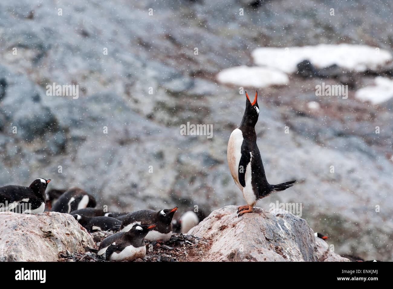 Gentoo Penguins (Pygoscelis Papua) Trompeten auf Felsen Cuverville Island antarktischen Halbinsel Antarktis Stockfoto