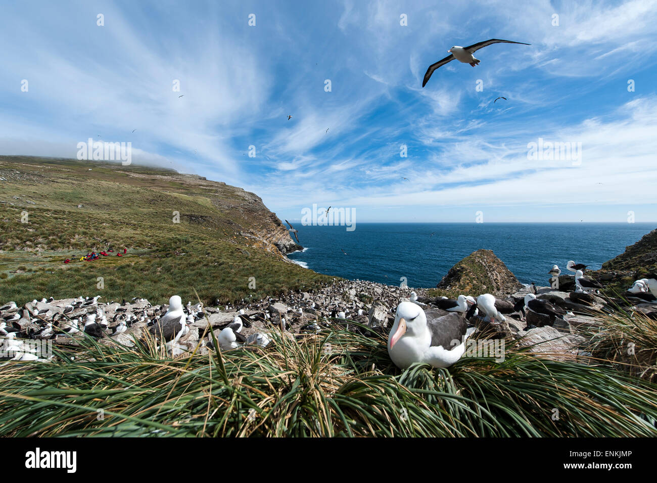 Kolonie von Black-browed Albatross (Thalassarche Melanophrys) in West Point Insel Falkland Inseln UK Stockfoto