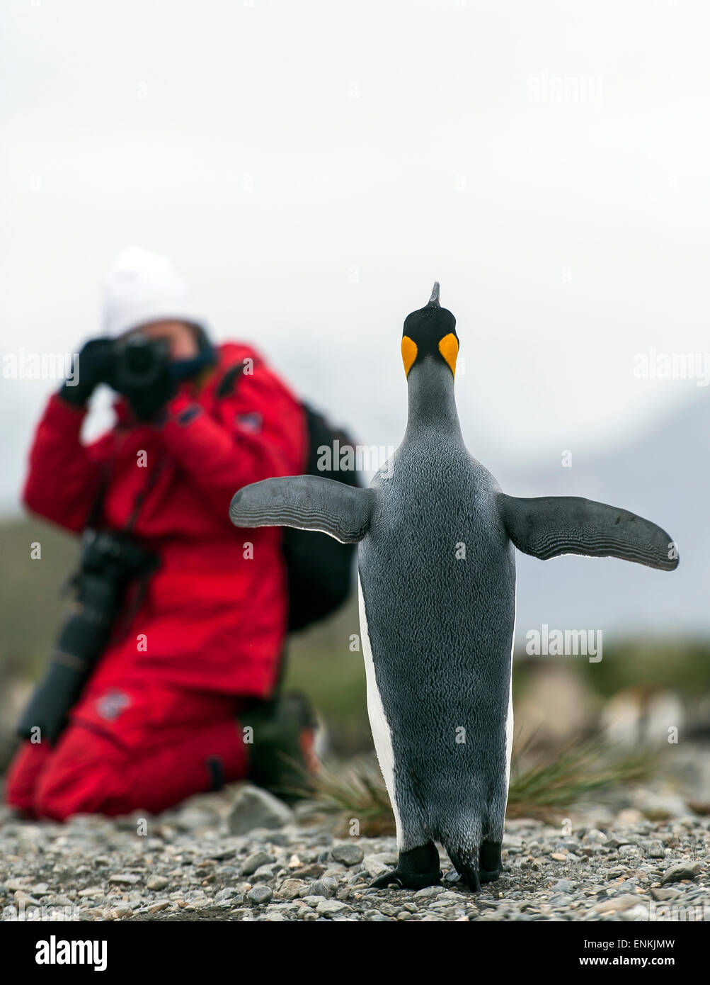 Touristen fotografieren ein König Pinguin (Aptenodytes Patagonicus) Salisbury Plain Südgeorgien Stockfoto