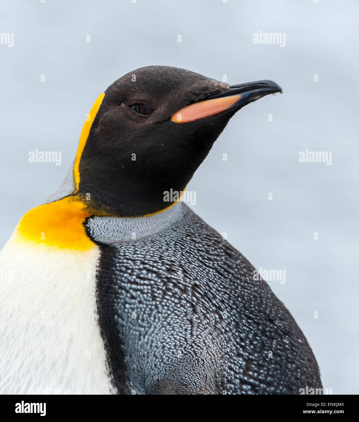 Nahaufnahme von Erwachsenen König Pinguin (Aptenodytes Patagonicus) Salisbury Plain Südgeorgien Stockfoto