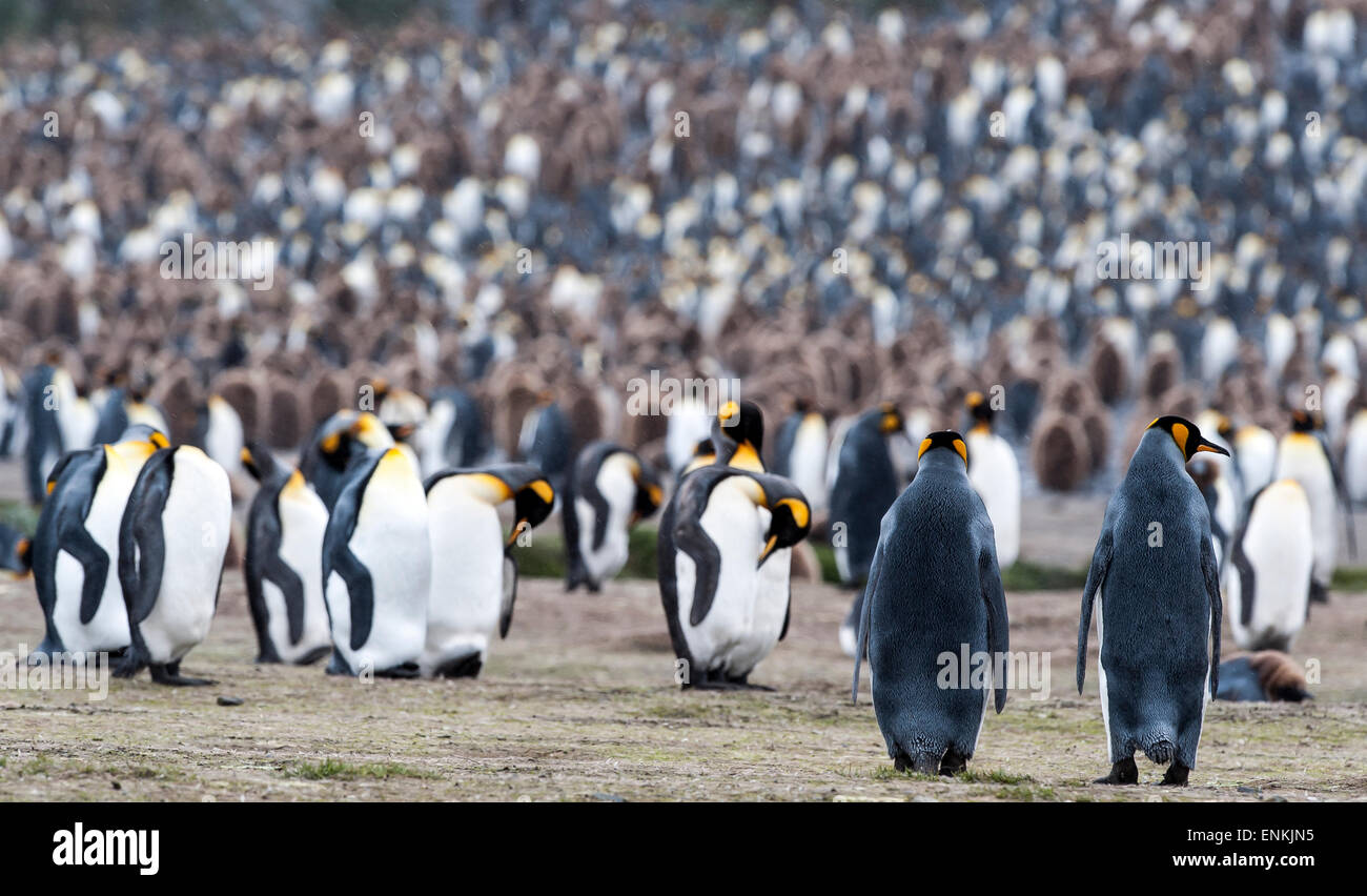 Erwachsenen König Penguins (Aptenodytes Patagonicus) Salisbury Plain Südgeorgien Stockfoto