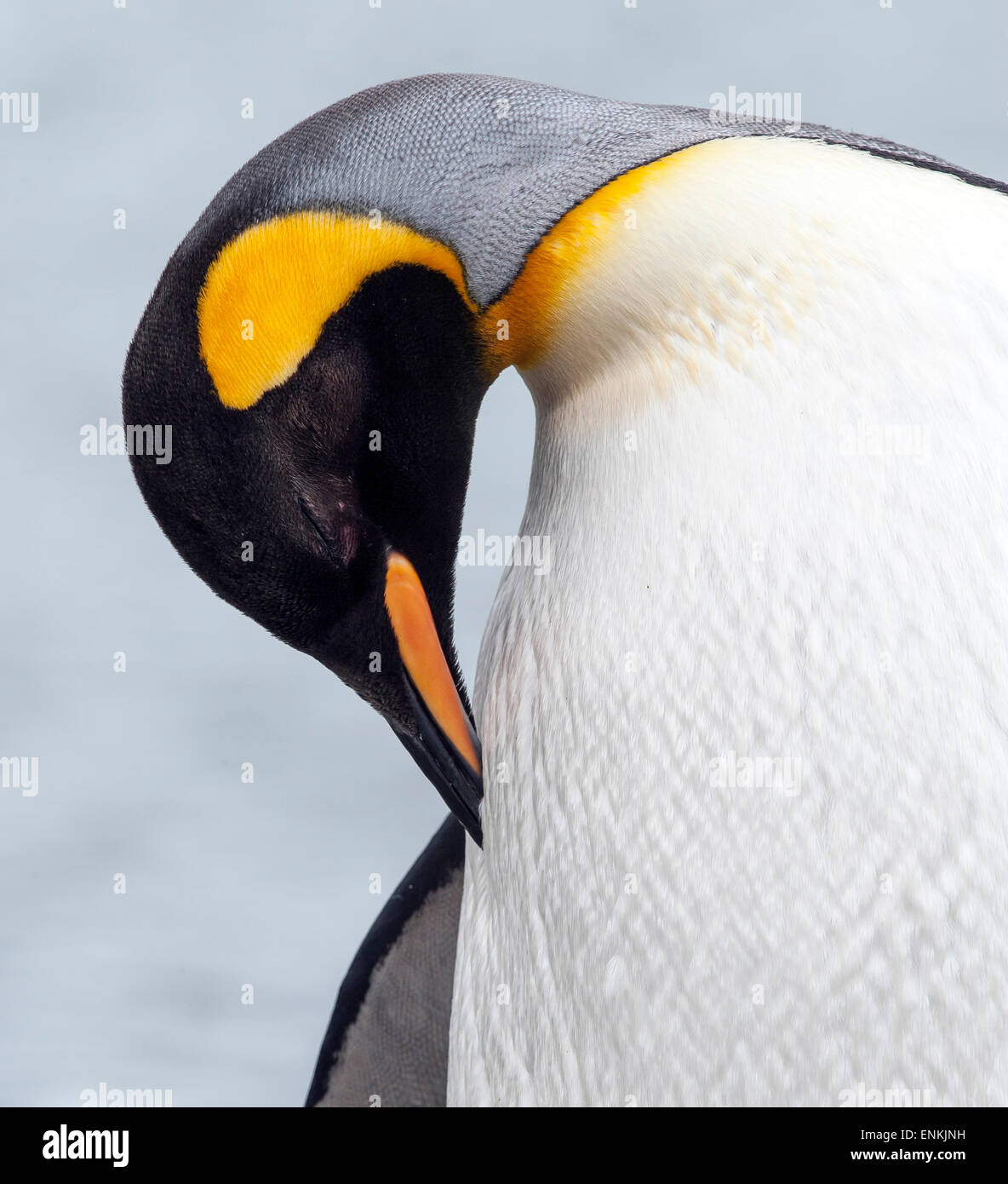König Pinguin (Aptenodytes Patagonicus) Pflege Grytviken Südgeorgien Stockfoto