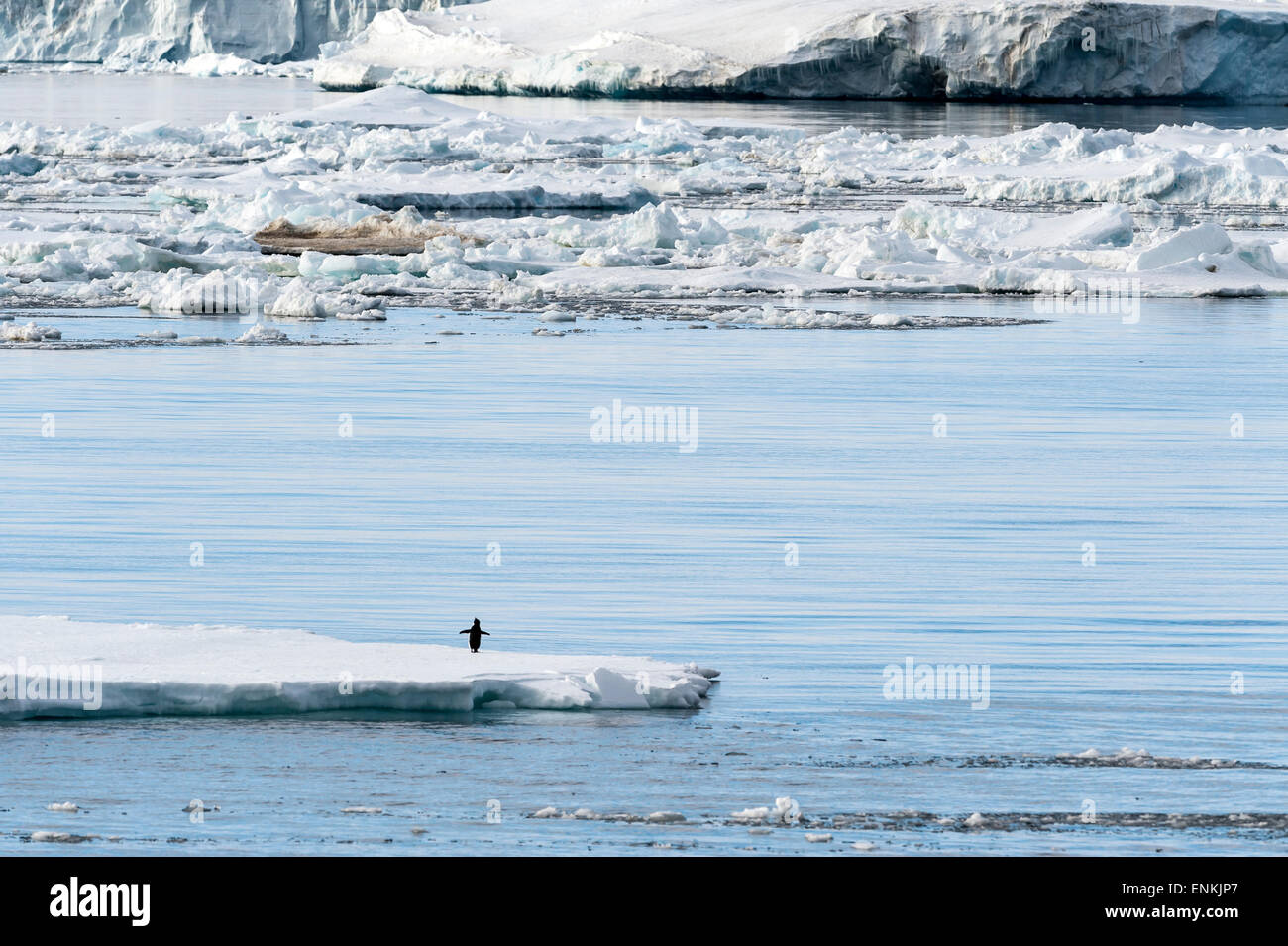 Schwimmende Eis, Eisklippen und Adelie Penguin (Pygoscelis Adeliae) Antarctic Sound-antarktische Halbinsel-Antarktis Stockfoto