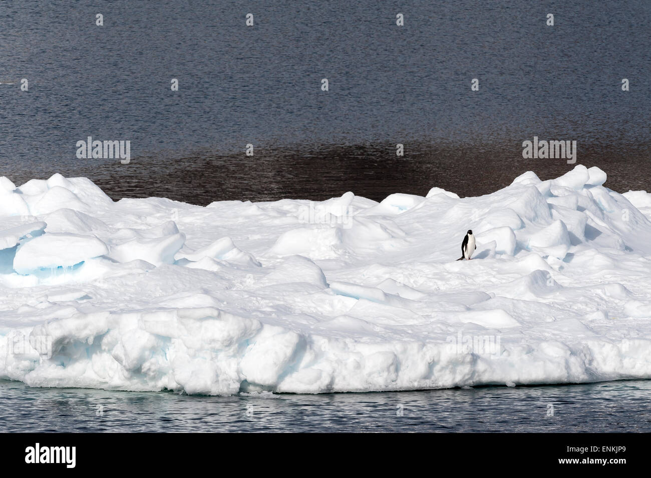 Schwimmende Eis und Adelie Penguin (Pygoscelis Adeliae) Antarctic Sound-antarktische Halbinsel-Antarktis Stockfoto