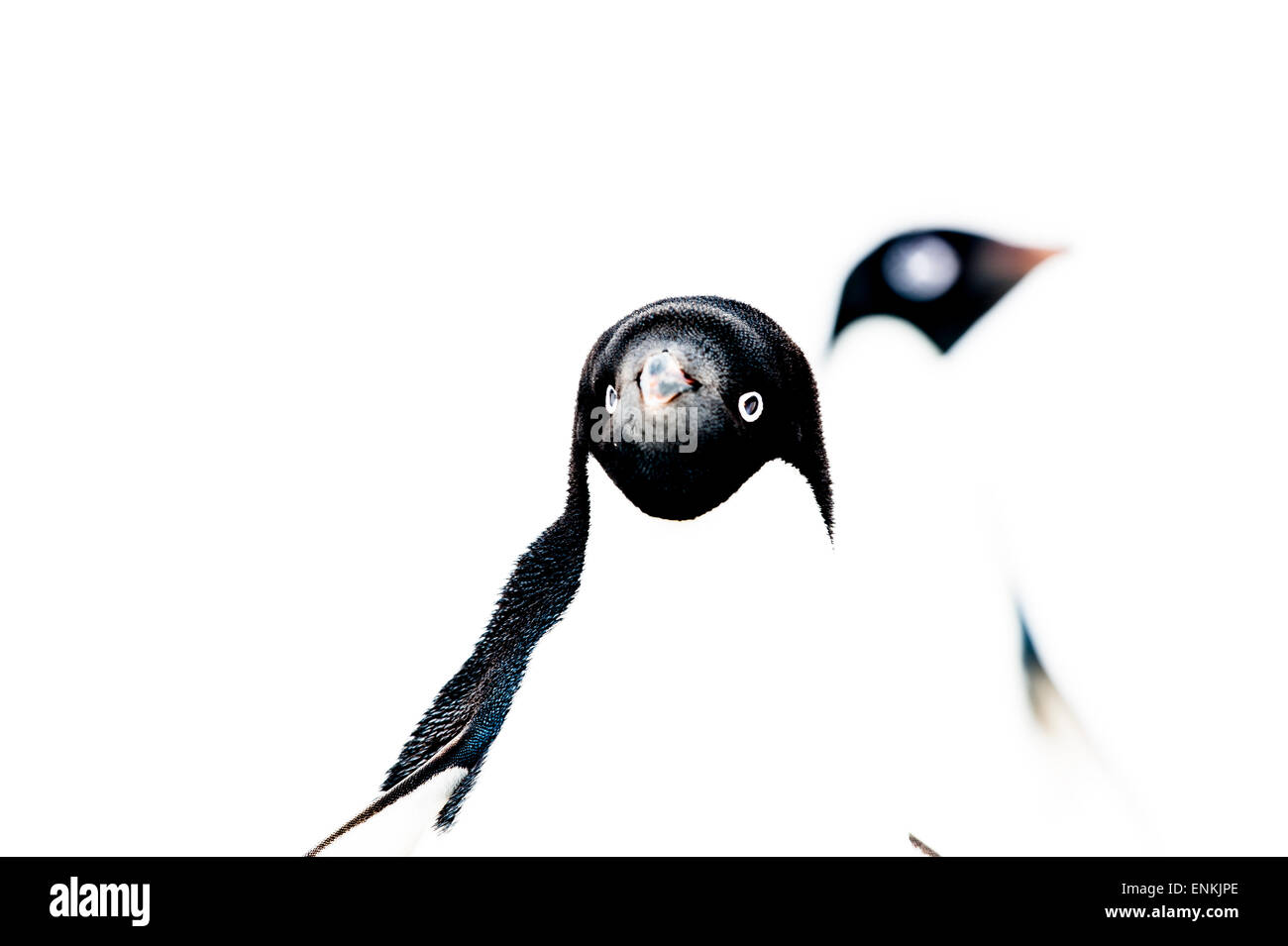 AdŽlie Pinguin (Pygoscelis Adeliae) Porträt Krapp Klippen-antarktische Halbinsel-Antarktis Stockfoto