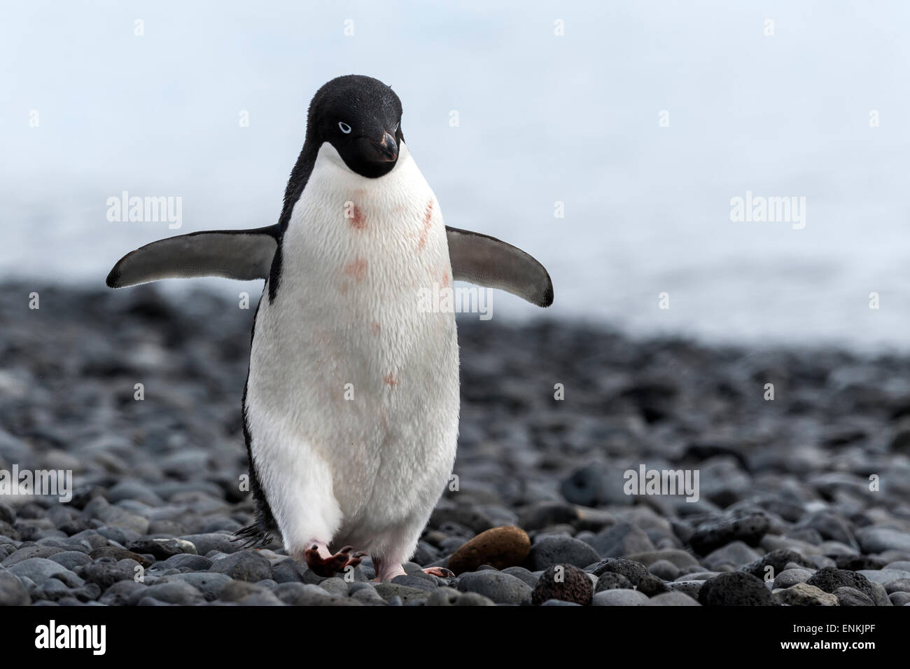 Adelie Penguin (Pygoscelis Adeliae) zu Fuß am Strand braun Bluff antarktischen Halbinsel Antarktis Stockfoto