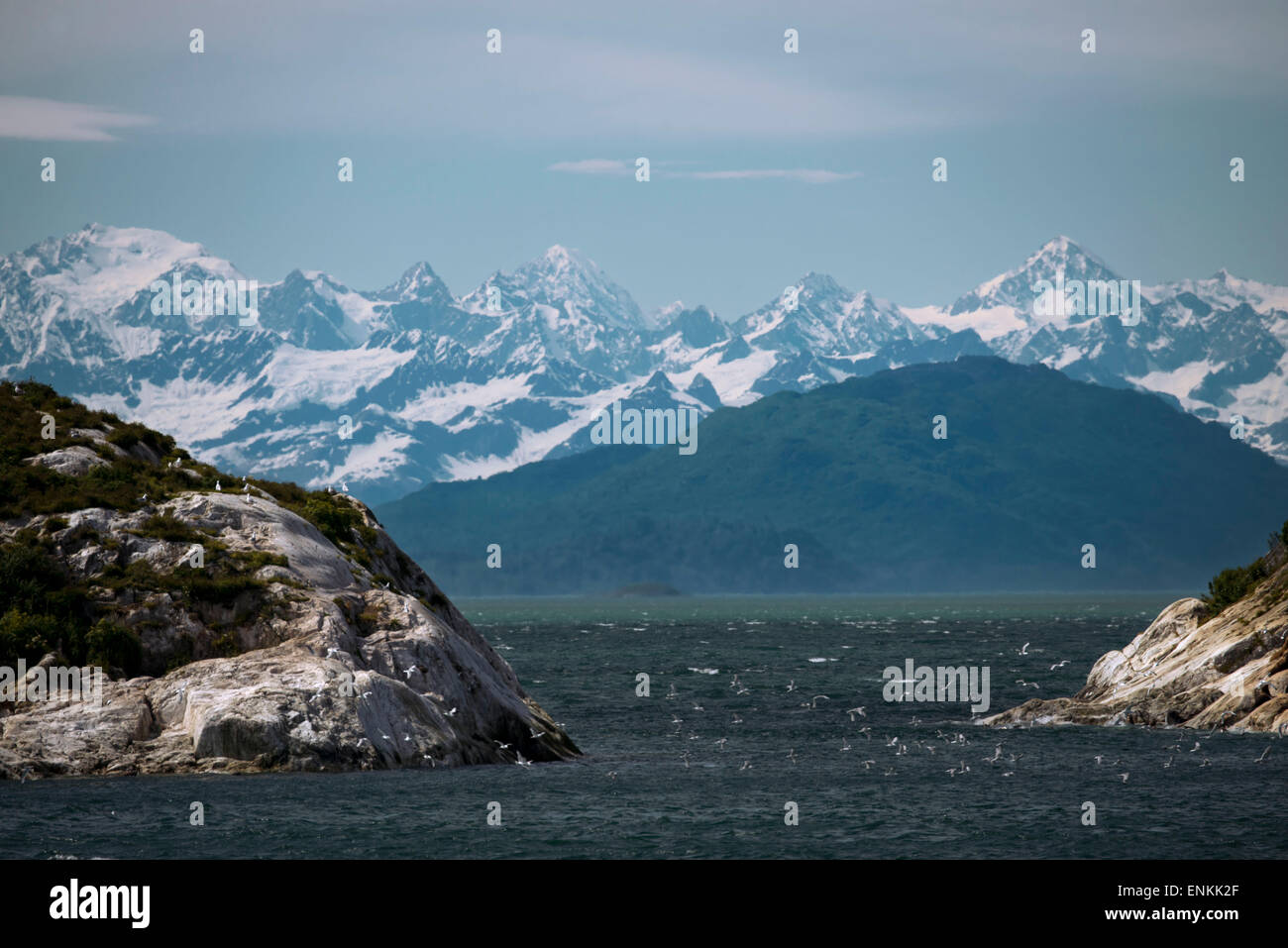 Vögel im Süden Marmor Insel, Glacier Bay Nationalpark, südöstlichen Alaska. Am Ende schneite Mt Bertha und Mt La Perouse. Also Stockfoto