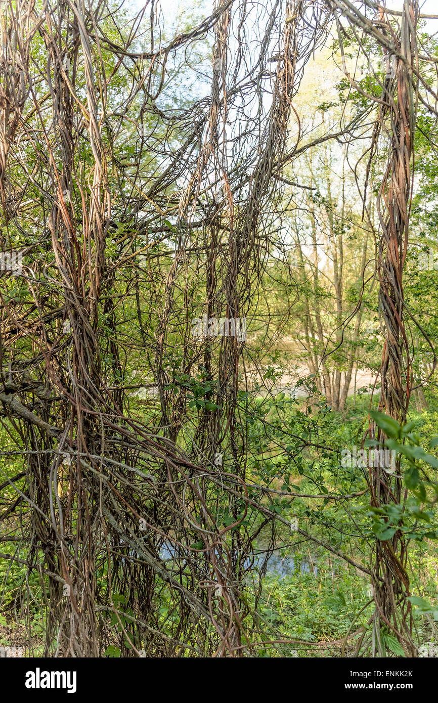 Lawice Kielpinskie Naturreservat in der Nähe von Kepa Kielpinska, Polen Stockfoto