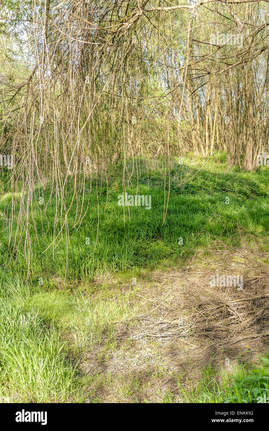 Lawice Kielpinskie Naturreservat in der Nähe von Kepa Kielpinska, Polen Stockfoto