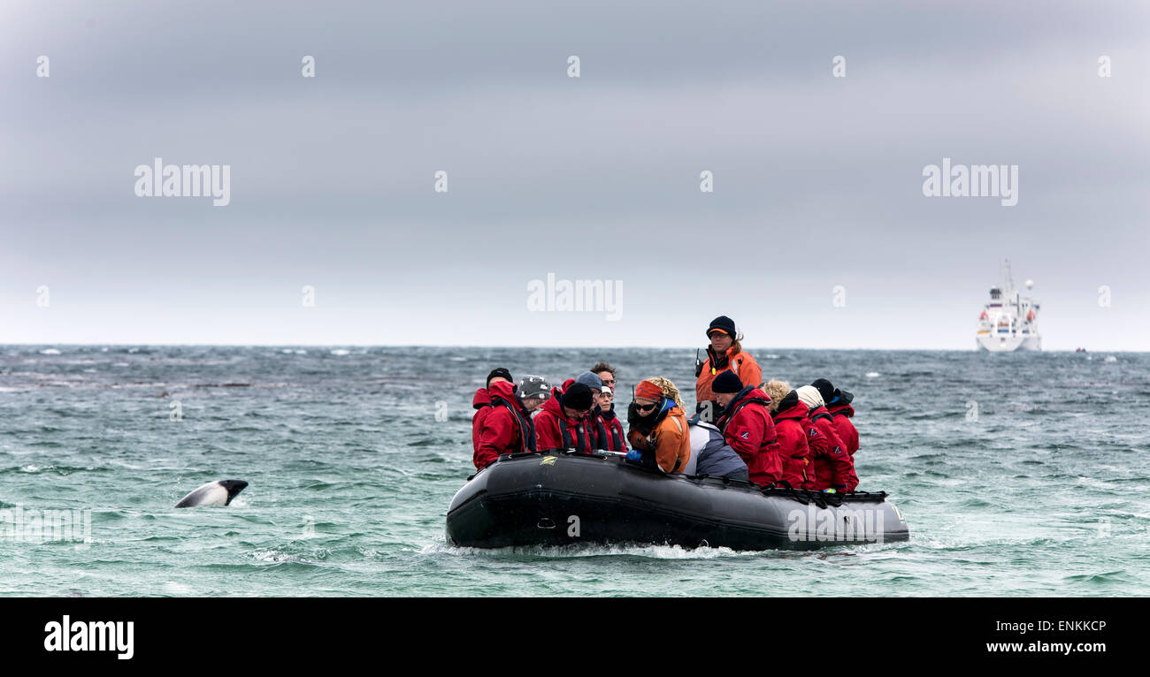 Touristischen Tierkreis oder Schlauchboot mit Expedition Kreuzfahrt im Hintergrund und Delphin auf Kadaver Insel Falklandinseln UK Stockfoto