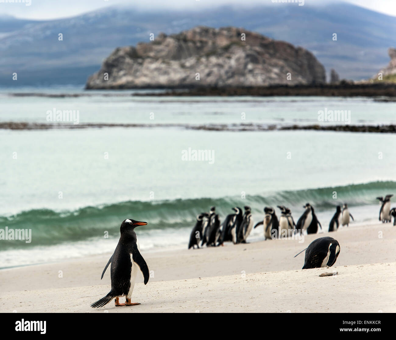 Magellan-Pinguine (Spheniscus Magellanicus) und Gentoo Penguin (Pygoscelis Papua) am Strand Karkasse Insel Falkland-Inseln Stockfoto
