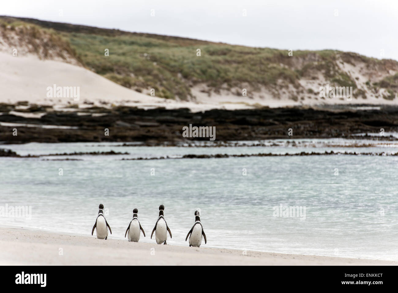 Magellan-Pinguine (Spheniscus Magellanicus) zu Fuß am Strand Karkasse Insel Falklandinseln UK Stockfoto