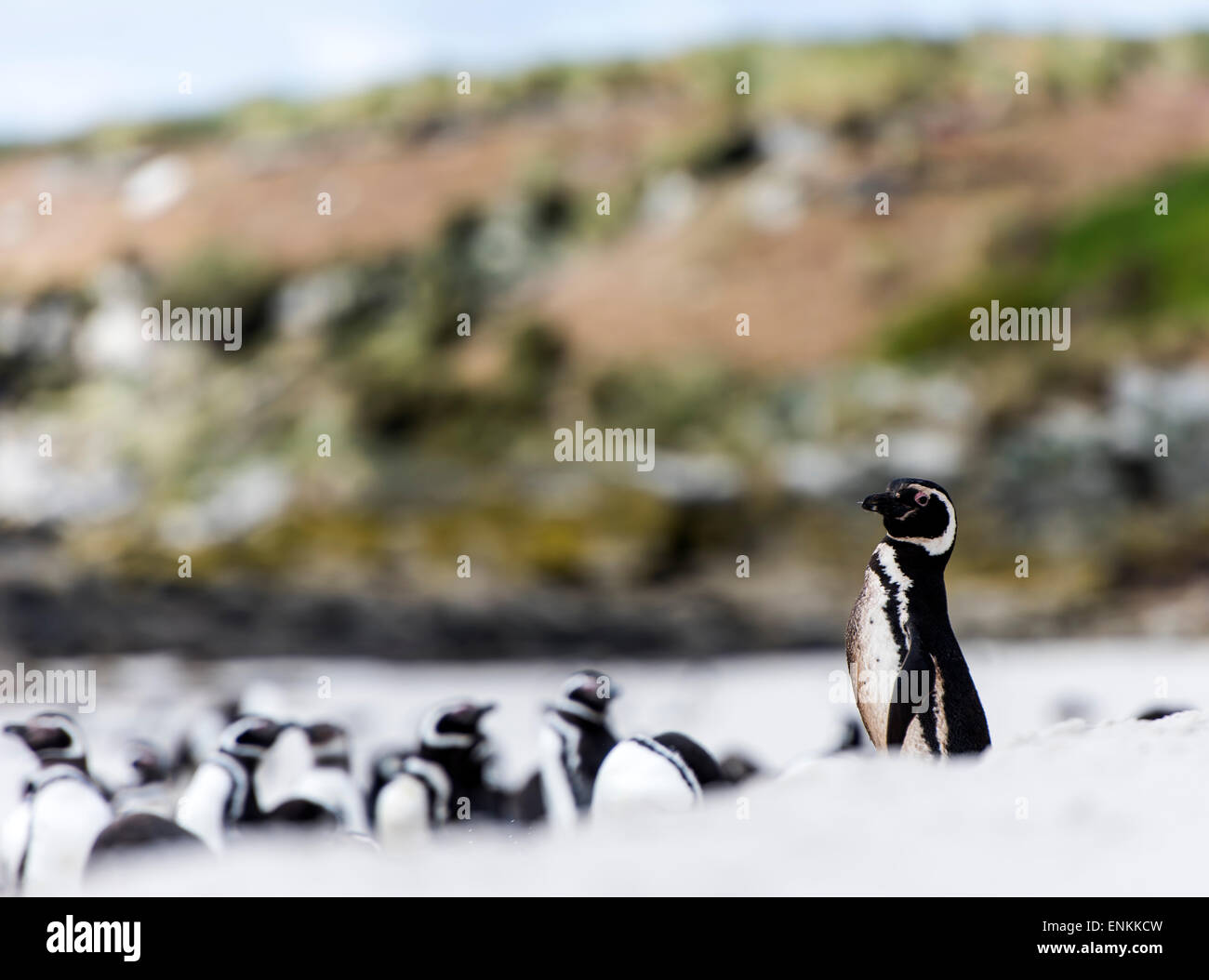Magellan-Pinguine (Spheniscus Magellanicus) am Strand Karkasse Insel Falklandinseln UK Stockfoto