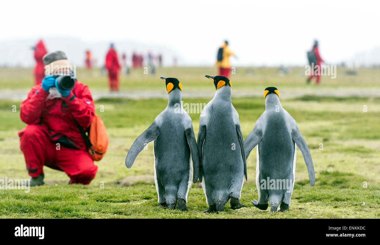 Touristen fotografieren Erwachsener König Penguins (Aptenodytes Patagonicus) Salisbury Plain Südgeorgien Stockfoto